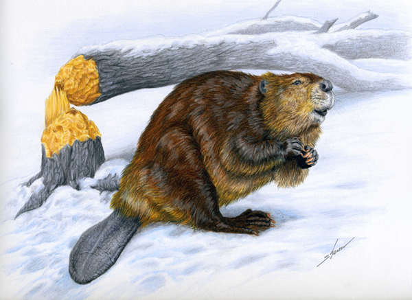Beaver with fallen tree, drawing